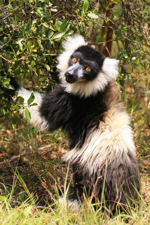 Lemur vari černobílý